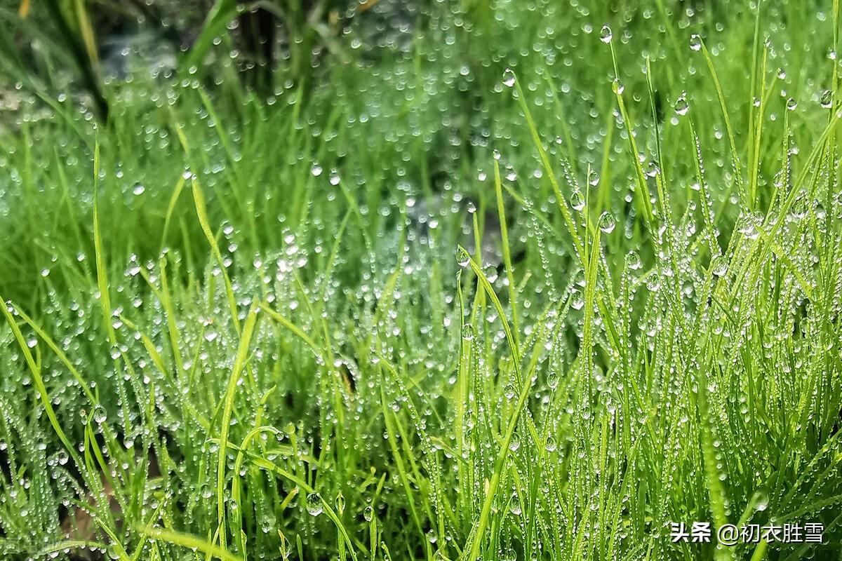 白露沾野草，时节忽复易（唯美白露古诗六首）