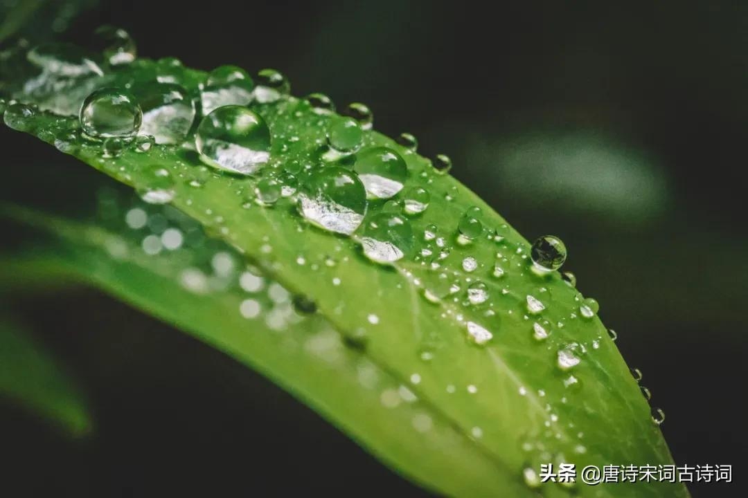 白露唯美诗词名句（表达白露唯美的古诗词）