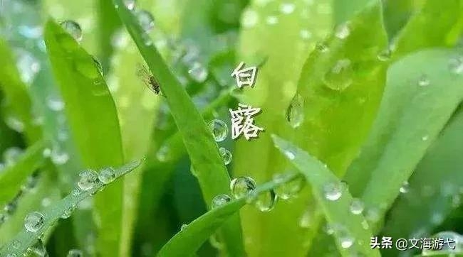 有气质的白露时节古诗句（经典白露的优美诗词）