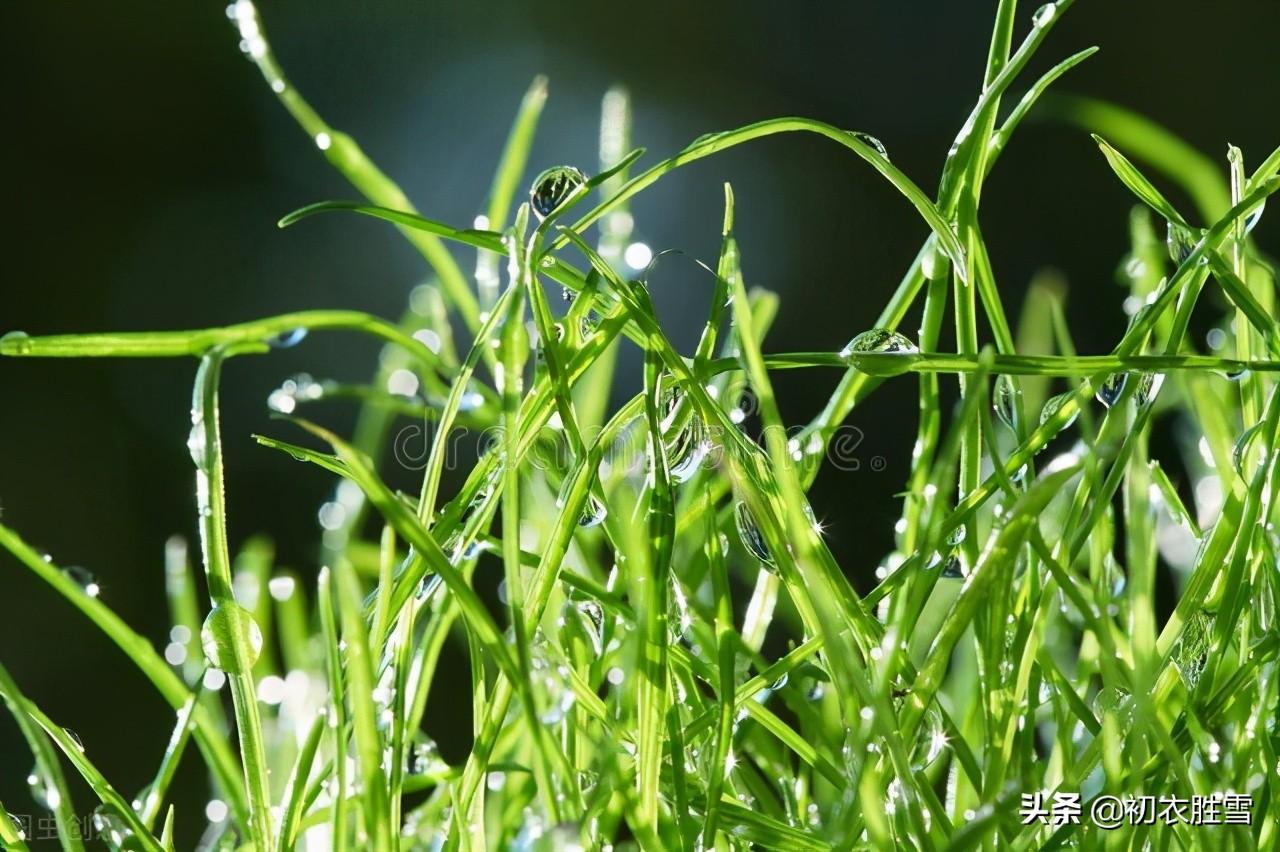 白露节气白露古诗五首（秋草生庭白露时，故园诸弟益相思）