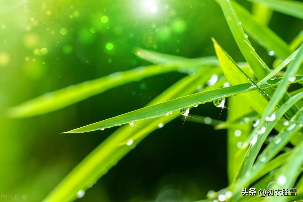 白露节气白露古诗五首（秋草生庭白露时，故园诸弟益相思）