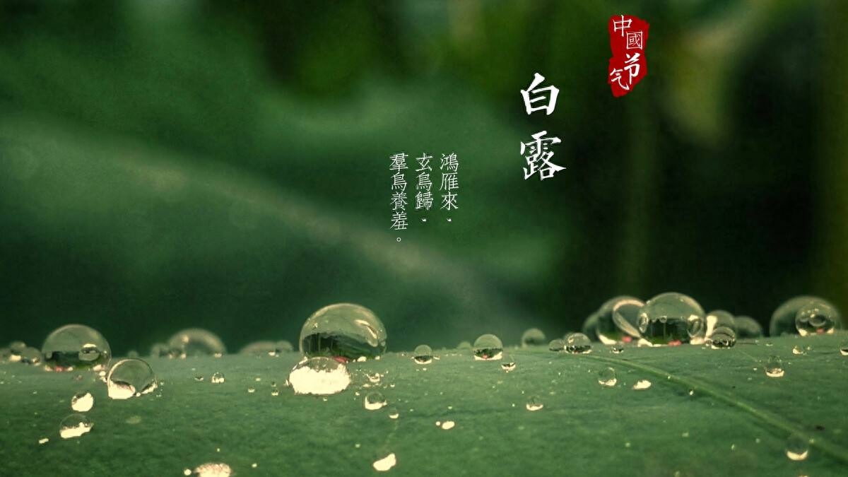 蒹葭苍苍，白露为霜（白露节气古诗词4首）