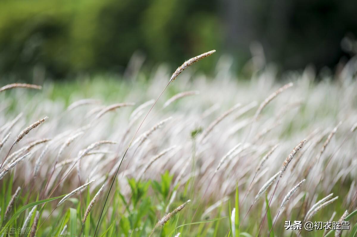 诗经秋露五首赏析（蒹葭苍苍，白露为霜）