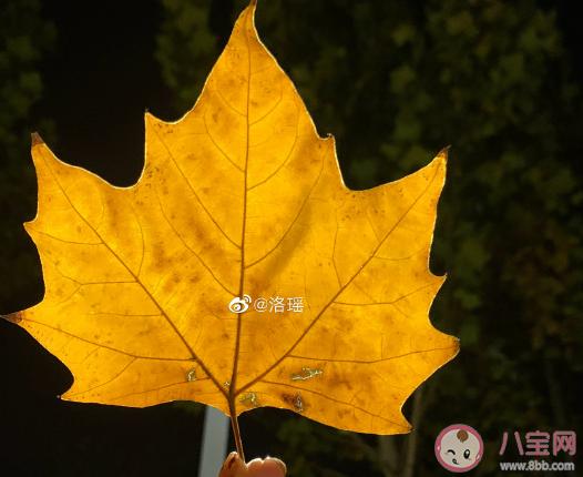 立冬心情说说感悟生活（初冬悠然，心境清新——以立冬为主题的唯美短句）