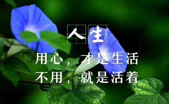 人生哲理的句子经典的说说（行走人生，悟出经典）