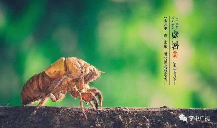 有关今日处暑节朋友圈句子的句子怎么写（处暑一到，便让人感到天气渐渐凉爽，炎炎夏日终于过去，迎来一片金黄