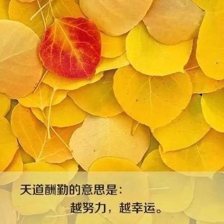 贵在坚持的经典句子现代短句（以坚持为力量，以信念为支撑）