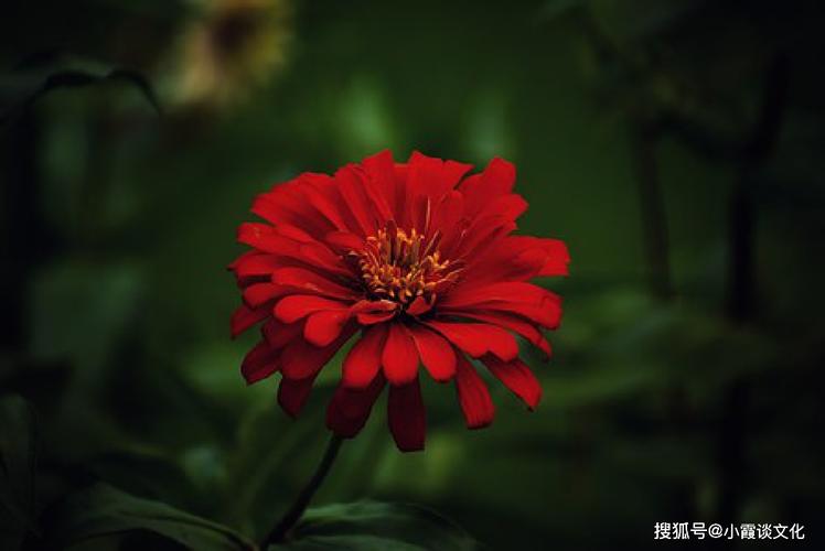 花的唯美语句（花开如画：唯美句子赏析）