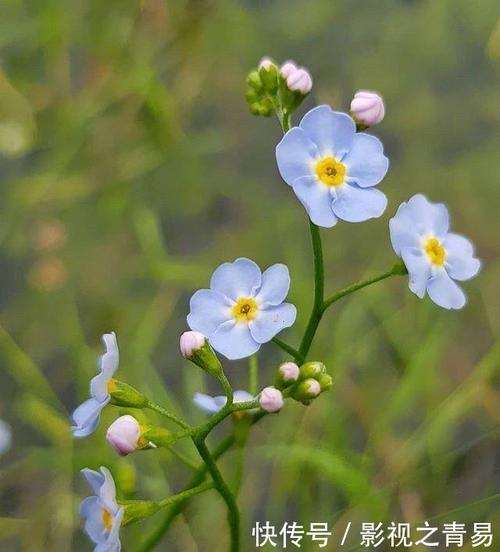 生活感悟经典句子花的句子（花美的句子经典——展现自然的艺术美）