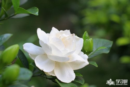 清晨经典句子唯美短句（花开如约，岁月如歌）