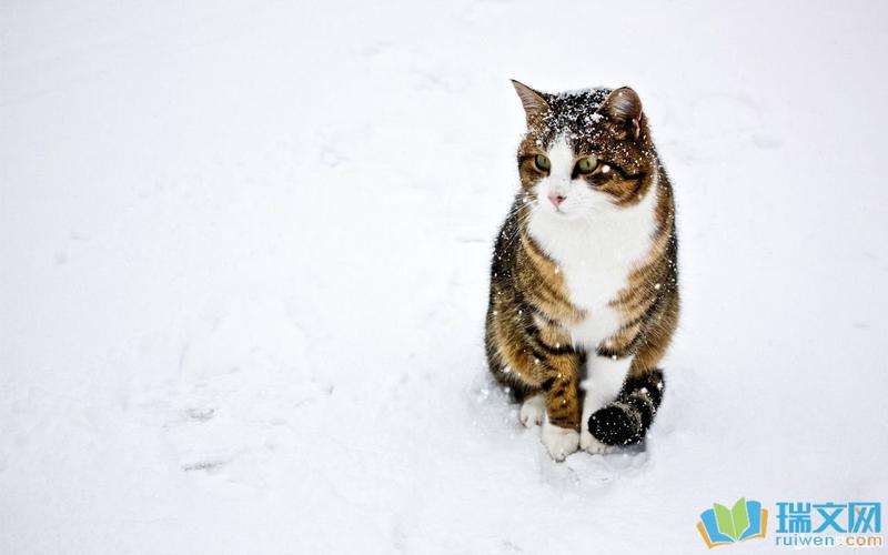 关于雪得说说（雪落人间）