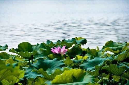 有关关于夏季景色的好句子的好句子摘抄（夏日丽景：瑰丽夏季美景的描绘）