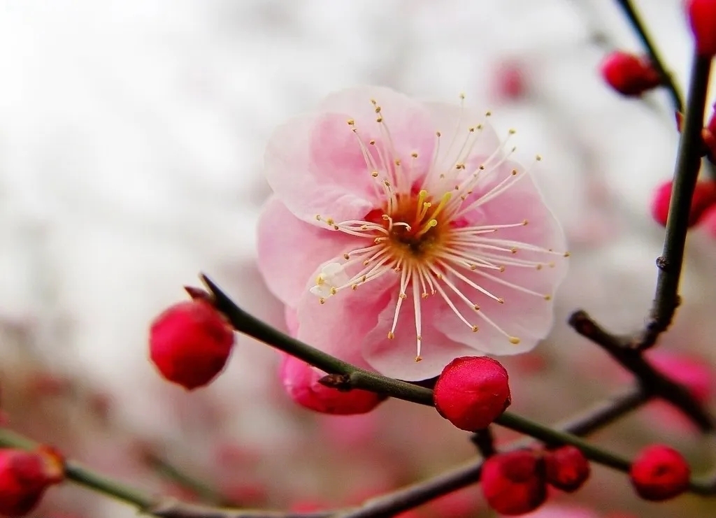 赞美梅花的诗词名句（梅花高雅的诗词）