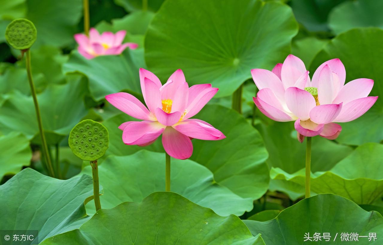 描写莲花莲藕的唯美诗词（荷香销晚夏，菊气入新秋）