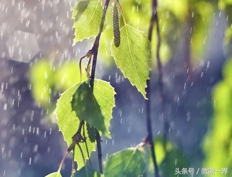 描写雨天唯美诗句赏析（好雨知时节，当春乃发生）