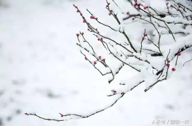 描写雪的经典诗句（雪似梅花，梅花似雪）