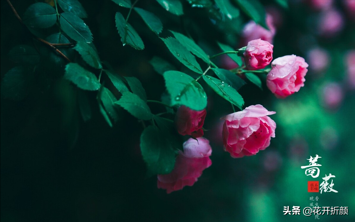 几点蔷薇香雨，寂寞闲庭户（六首幽香蔷薇诗词）