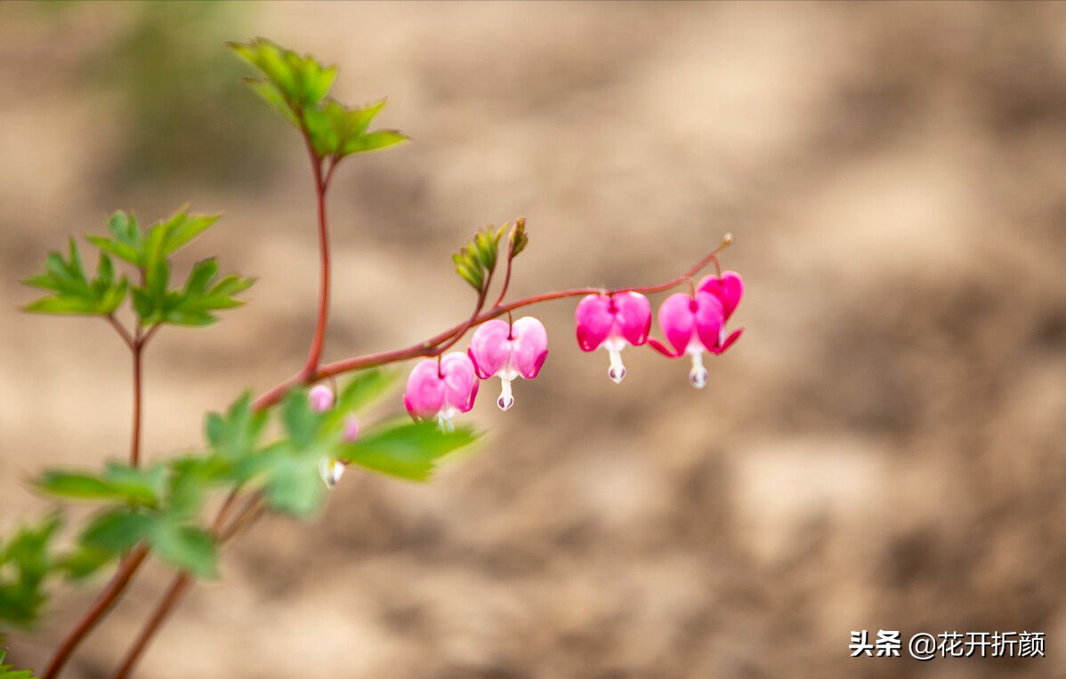 牡丹盛开，花香袅袅（10首绝美晚春诗词）