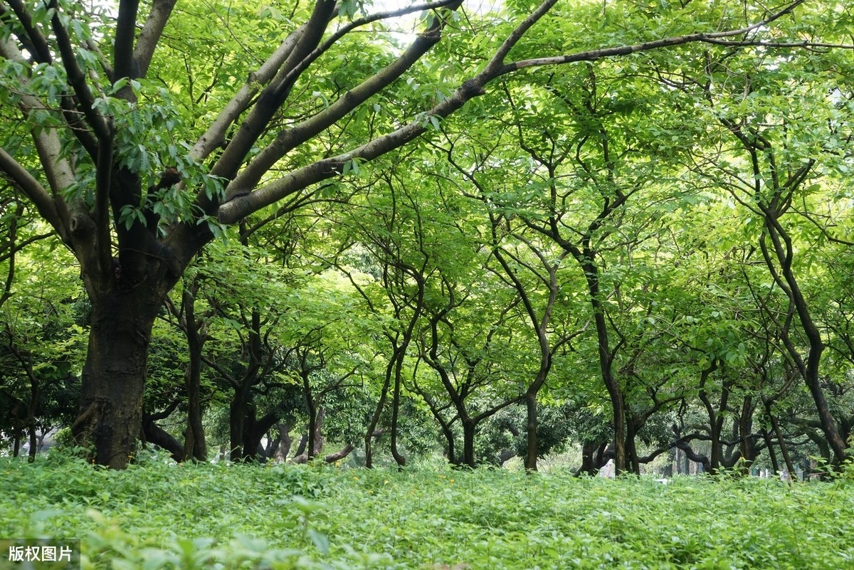 时时闻鸟语，处处是泉声（分享20首五言绝句山水诗）