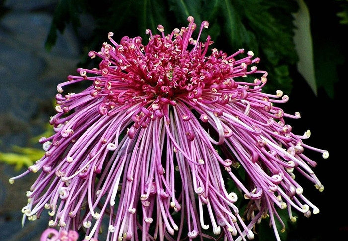 描写菊花的8首诗词（不是花中偏爱菊，此花开尽更无花）