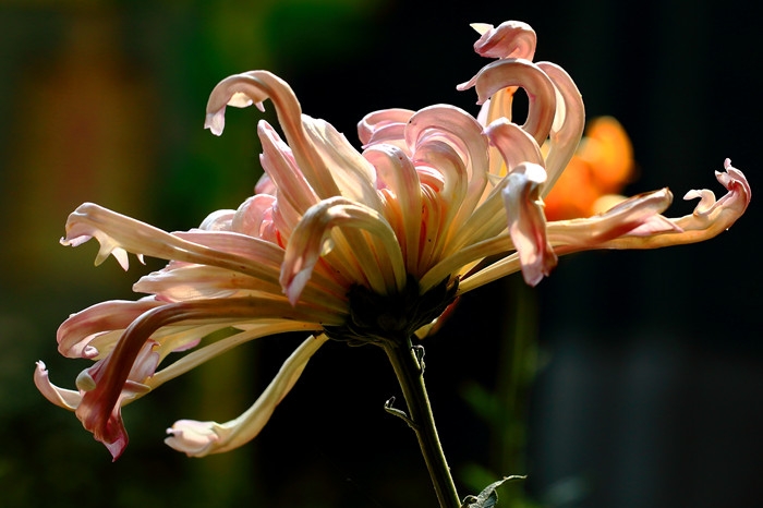 重阳节诗词名句摘抄（经典重阳节诗词）