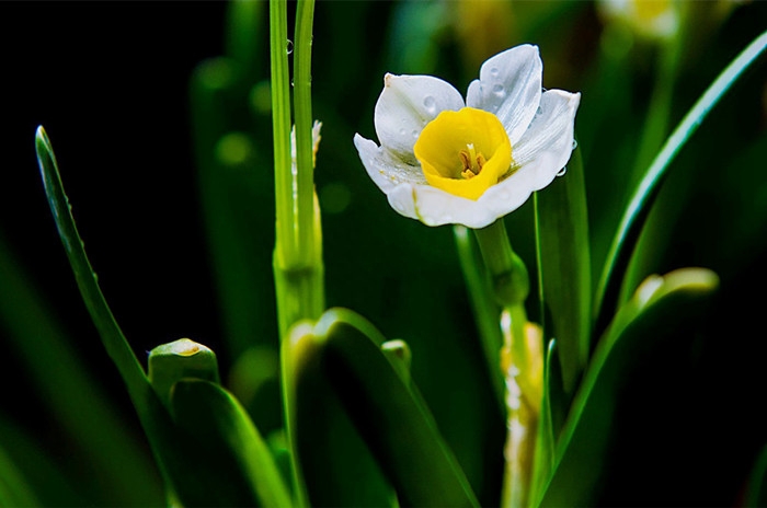 水仙花经典优美古诗（描写水仙花的诗词）