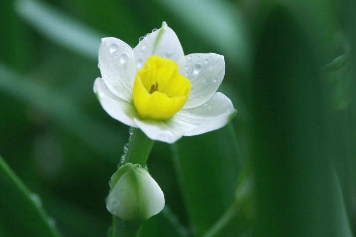 水仙花经典优美古诗（描写水仙花的诗词）