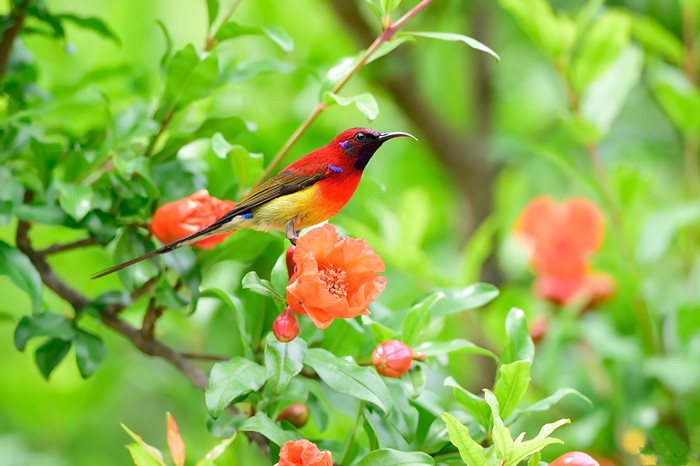 石榴花开红似火，红裙妒杀石榴花（关于石榴花的唯美古诗词）