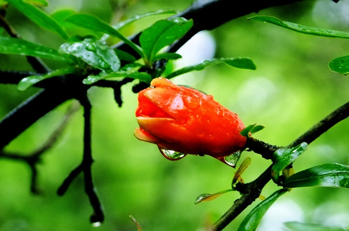 石榴花开红似火，红裙妒杀石榴花（关于石榴花的唯美古诗词）