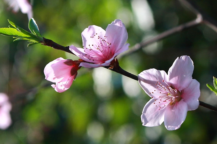 桃花三月笑春风诗词（关于桃花的优美诗词）