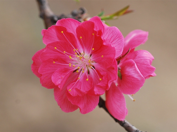 桃花三月笑春风诗词（关于桃花的优美诗词）