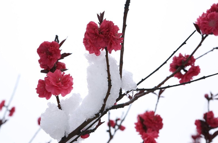 关于雪的十首优美诗词（孤舟蓑笠翁，独钓寒江雪）