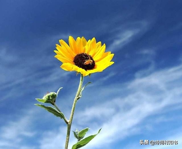 五月榴花照眼明，枝间时见子初成（11首5月优美古诗词）