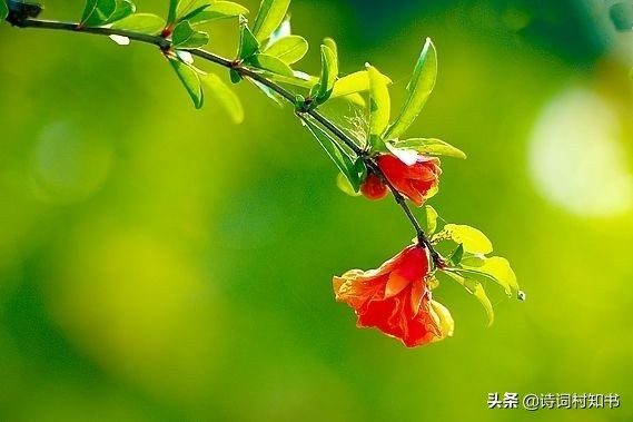 五月榴花照眼明，枝间时见子初成（11首5月优美古诗词）