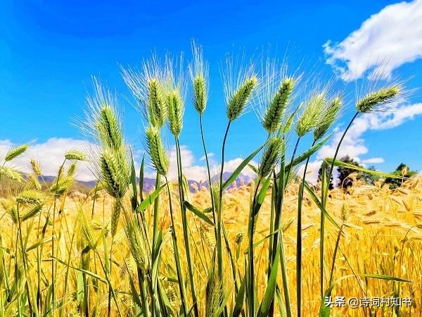 五月榴花照眼明，枝间时见子初成（11首5月优美古诗词）