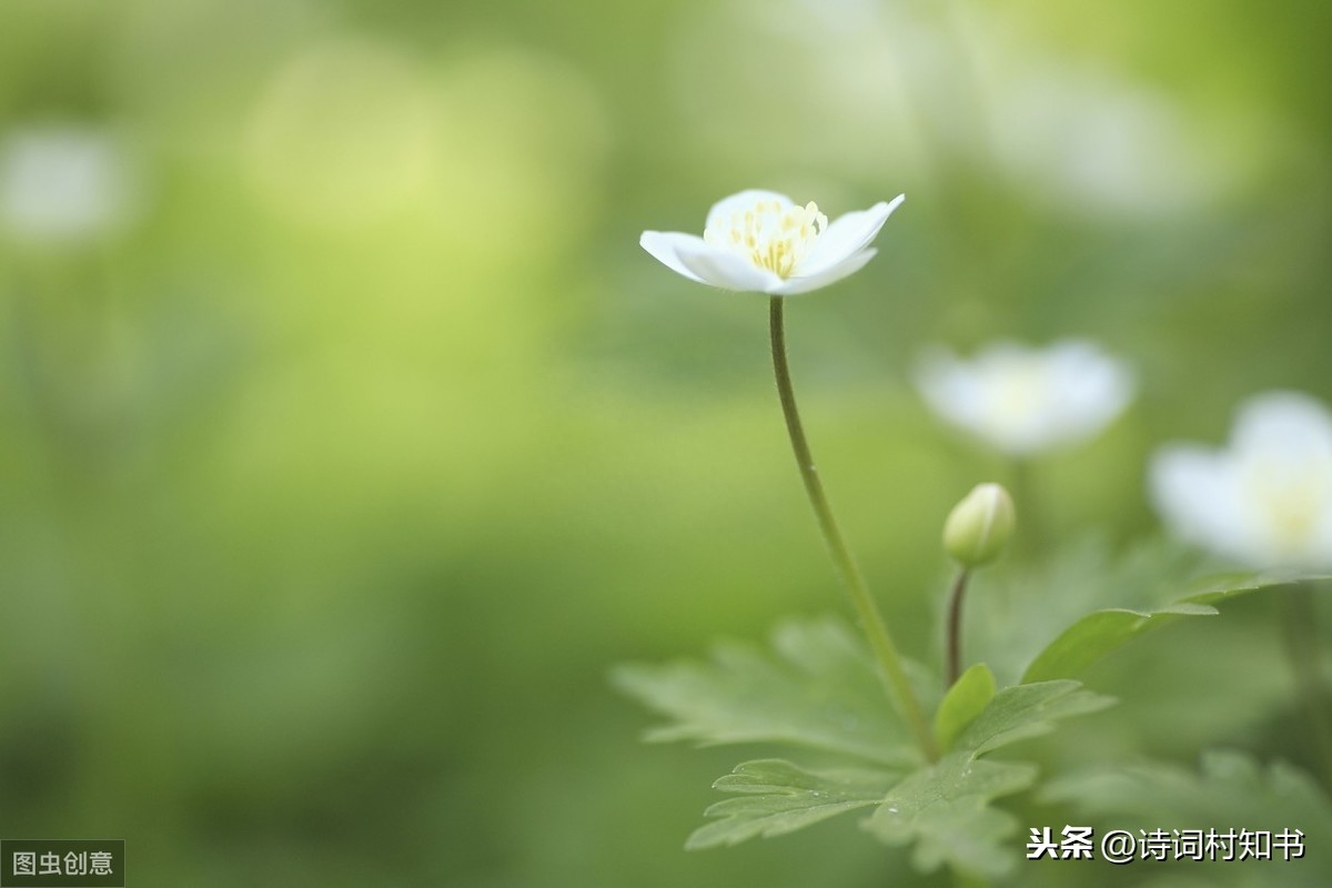 梨花风起正清明，游子寻春半出城（描写清明节31首古诗词）