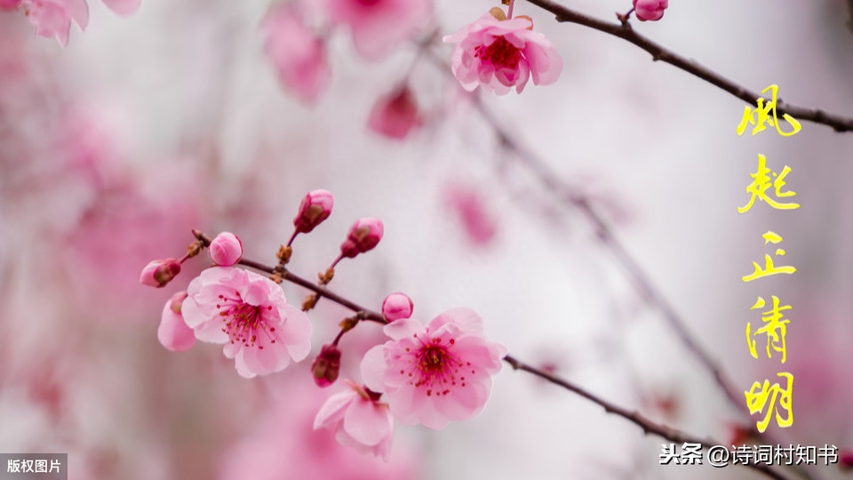 梨花风起正清明，游子寻春半出城（描写清明节31首古诗词）