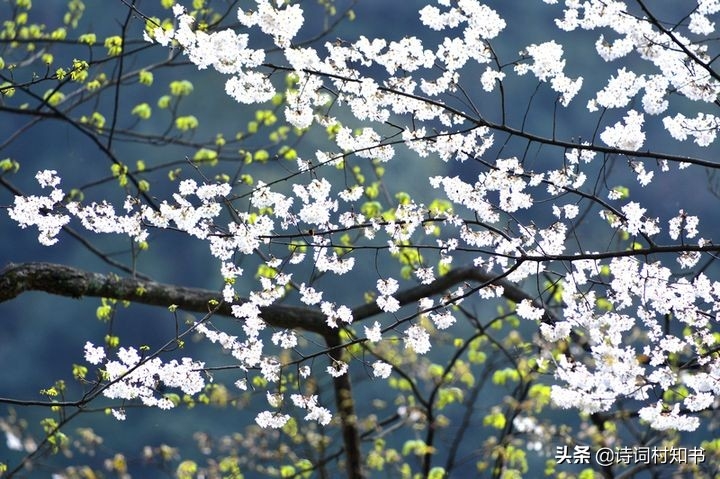 春分正欲均天下，何必长安看尽花（赞美春天优美的古诗词16首）