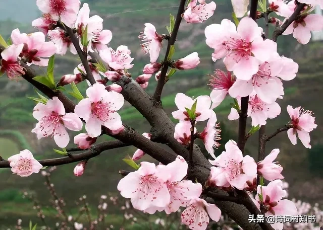 赞美桃花的古诗名句（山泉散漫绕街流，万树桃花映小楼）