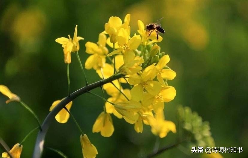 微雨众卉新，一雷惊蛰始（惊蛰优美的古诗词12首）