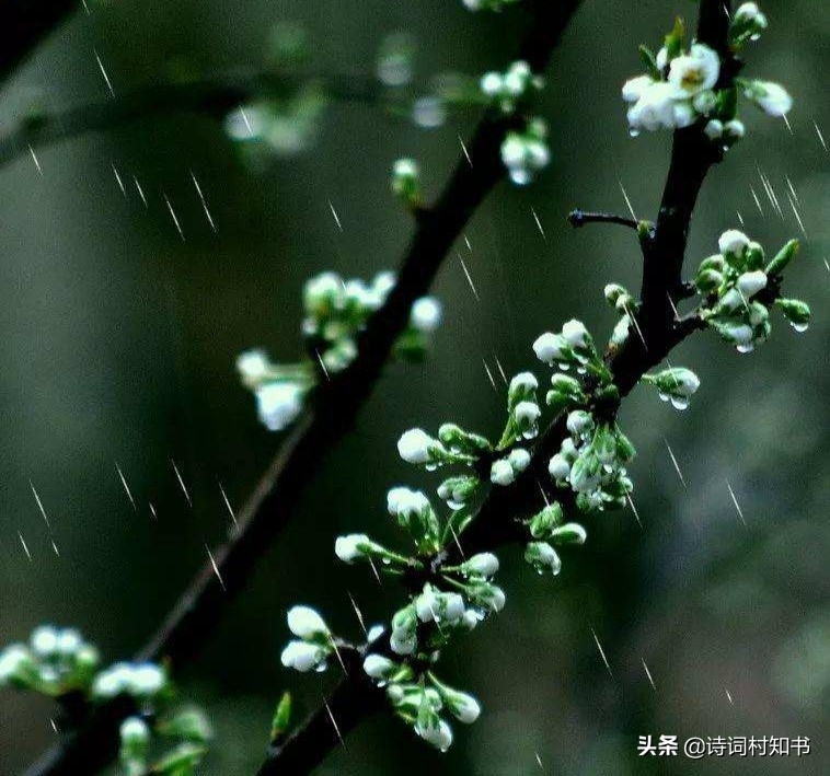 春雨唯美古诗有哪些（赞美春雨古诗词13首）