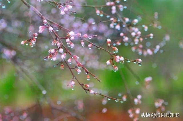 春雨唯美古诗有哪些（赞美春雨古诗词13首）