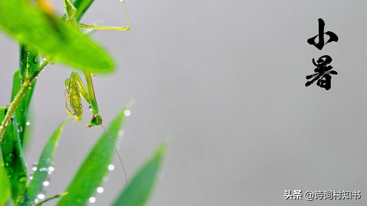 竹深树密虫鸣处，时有微凉不是风（小暑节气古诗14首）