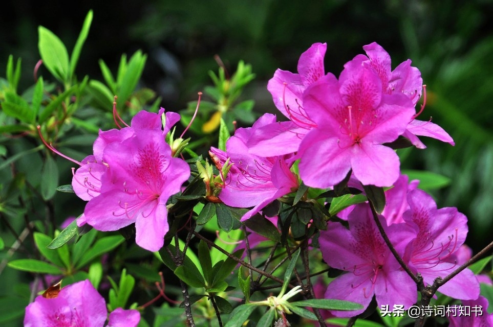 赞美鲜花怒放的古诗词（人面不知何处去，桃花依旧笑春风）