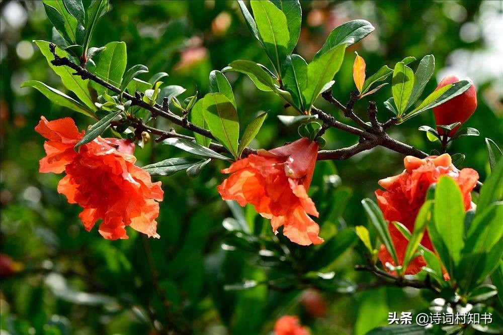 赞美鲜花怒放的古诗词（人面不知何处去，桃花依旧笑春风）