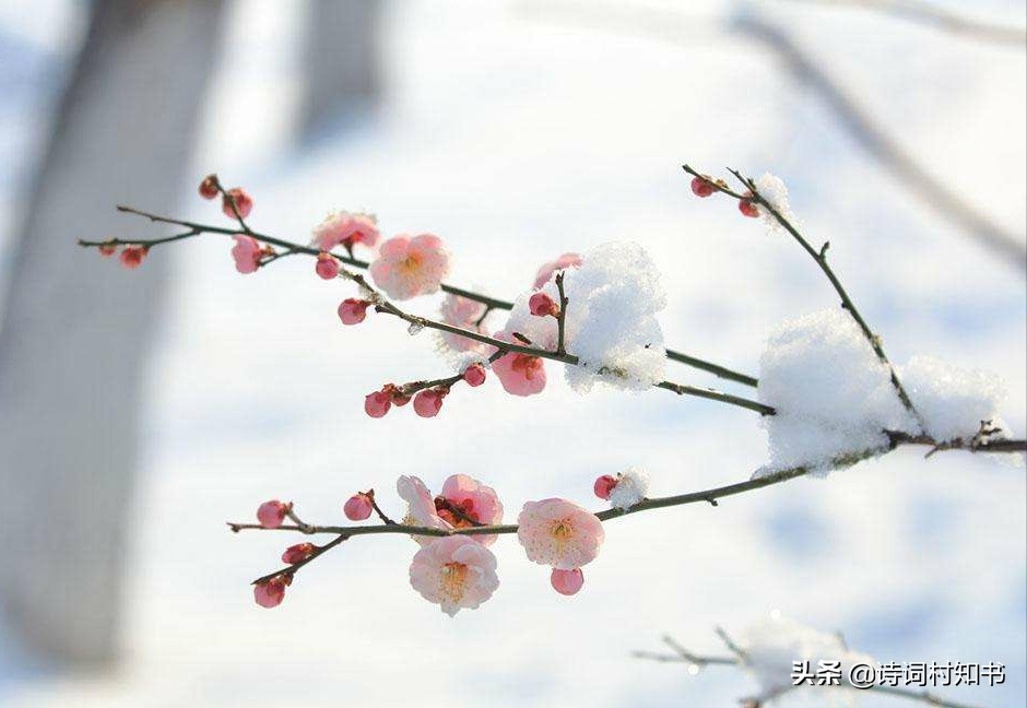 赞美鲜花怒放的古诗词（人面不知何处去，桃花依旧笑春风）