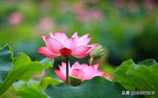 赞美鲜花怒放的古诗词（人面不知何处去，桃花依旧笑春风）