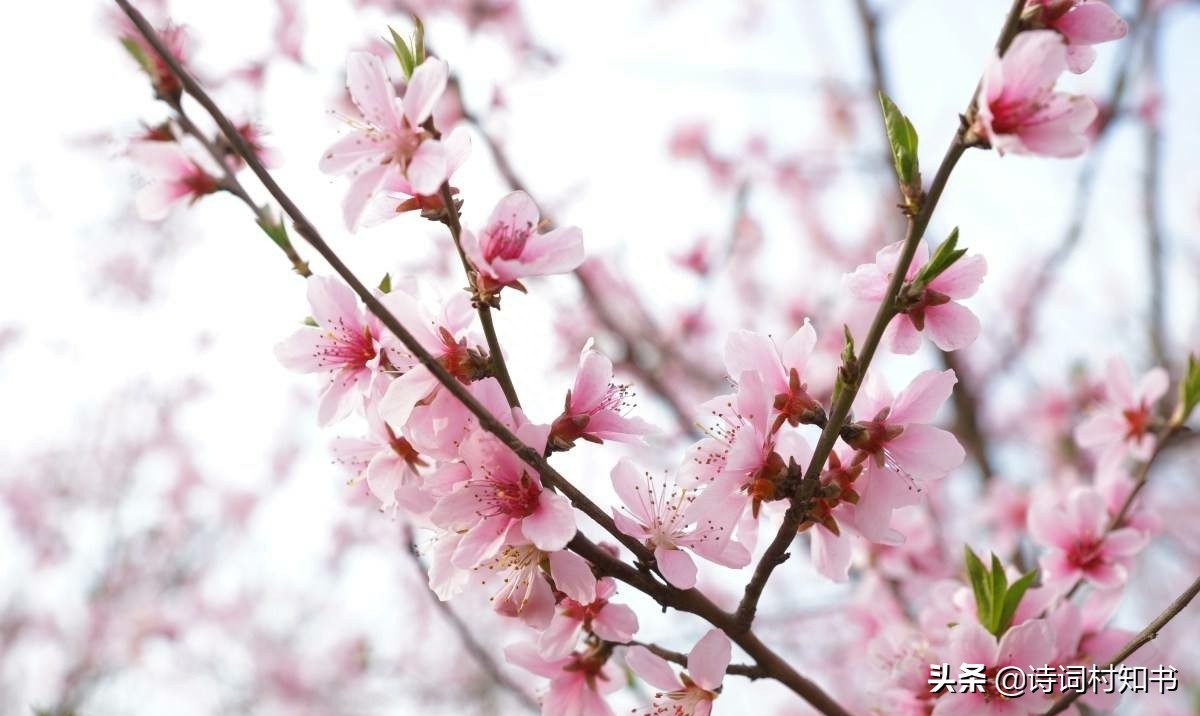 赞美鲜花怒放的古诗词（人面不知何处去，桃花依旧笑春风）