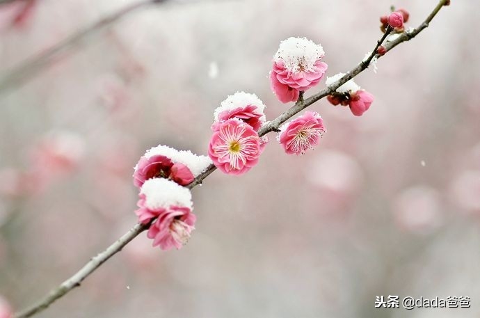 晨起开门雪满山，雪晴云淡日光寒（含雪的诗词26首）