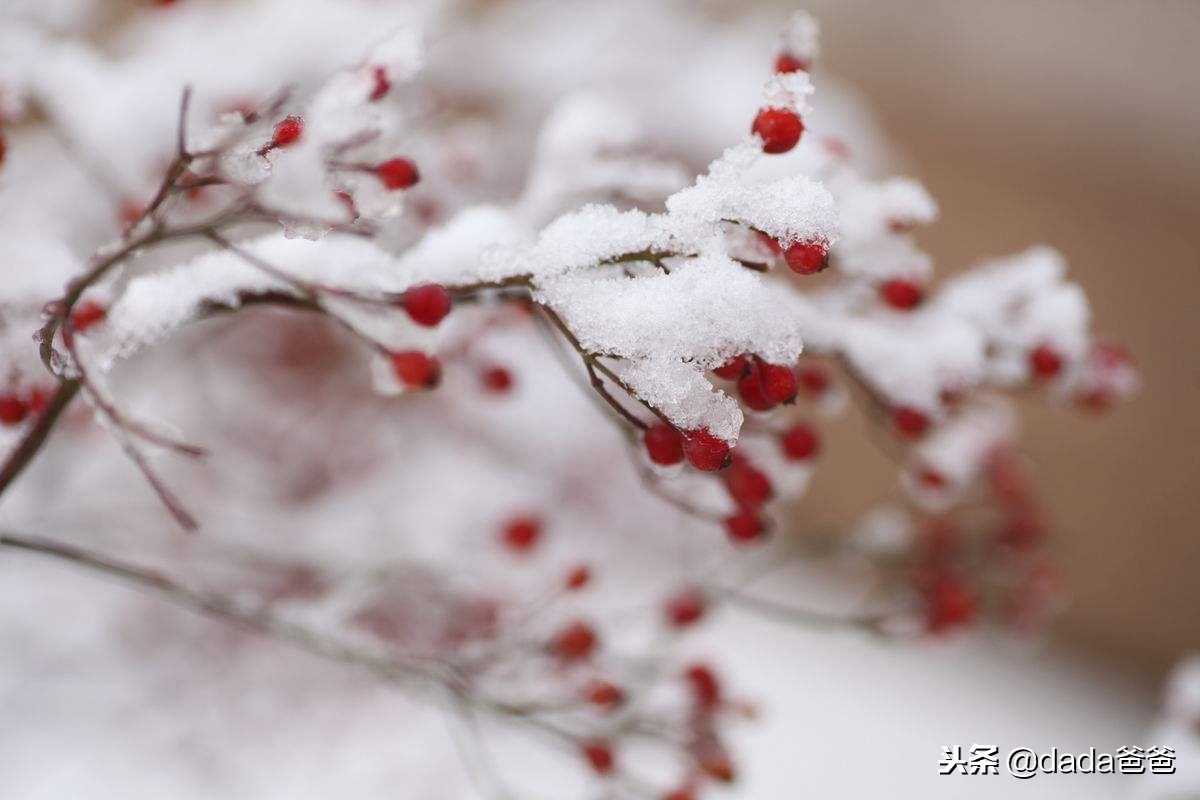 晨起开门雪满山，雪晴云淡日光寒（含雪的诗词26首）